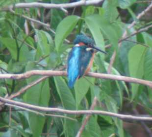 Khao Yai Nationalpark