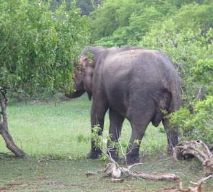 Am einzingsten Elefanten vorbeigerast :(