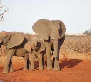 Safari Tsavo East