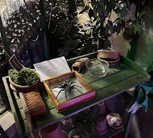 Museum Ripley's Believe It or Not!