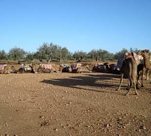 Camel Safari