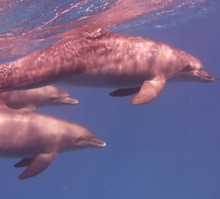 Schnorcheln im Roten Meer.