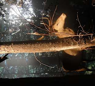 Ekspozycja-scena w puszczy