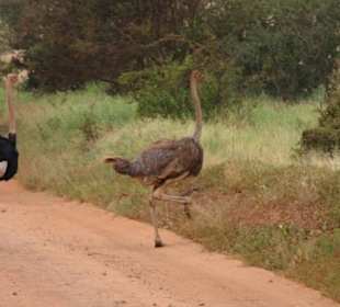 Tsavo West