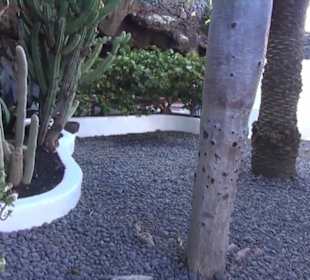 Fundacion Cesar Manrique