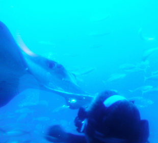 Taucher lockt einen rochen an