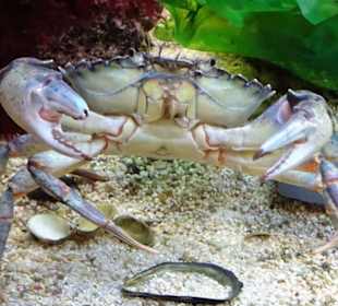 In den Aquarien des Wattenmeer Besucherzentrums