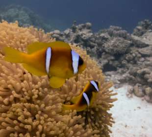 Schnorcheln Marsa Alam