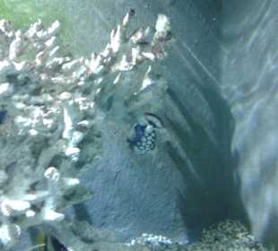 Aquarium in Hurghada