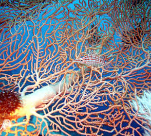 Langnasenbüschelbarsch in Gorgonie