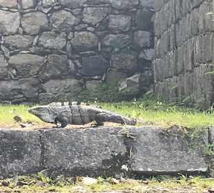 Ruine Chichén Itzá