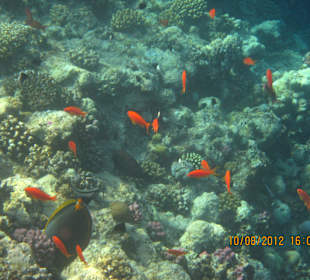 Buntes Treiben am Aussenriff