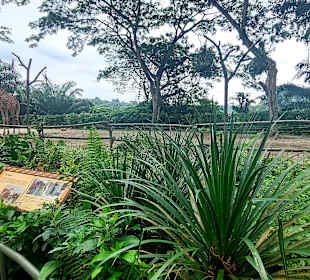 Singapur Zoo