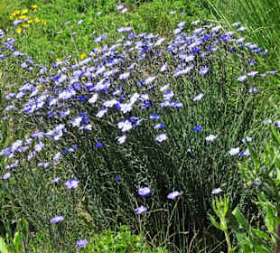 Impressionen aus dem Berggarten Hannover
