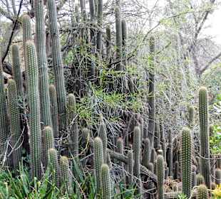 Riesige Kakteen