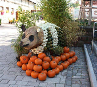 Kürbispanda