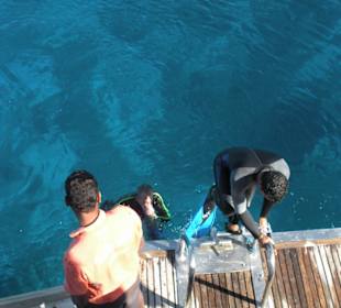 Delphintour Dezember 2010