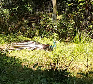 Wildpark Osterzgebirge