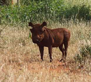 Kenia Express im Ngutuni Park