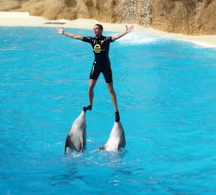 Delphinschau im Loro Park