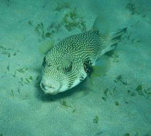 Hoteleigene Riff direkt am Strand