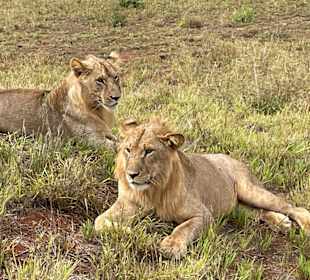 Tsavo Ost und West Safari