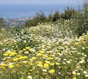 Blütenpracht Anfang Mai