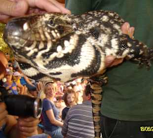 aus der Reptilienshow