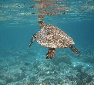 Schildkröte beim Auftauchen