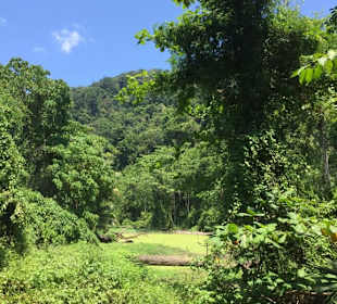 Mu Ko Surin Flora und Fauna