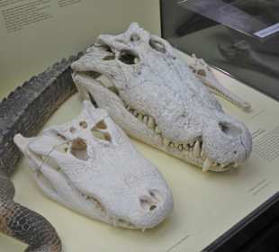 Kroko-Schädel im Zoologischen Museum