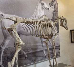 Gestütsmuseum Offenhausen