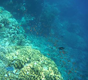 Getümmel an den Corallen