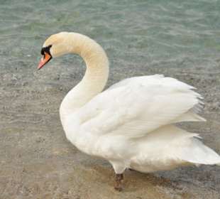Wunderschöner Schwan