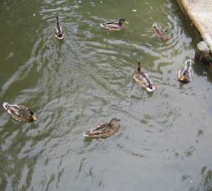 Enten