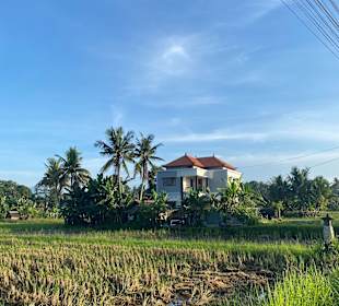 Rice Field