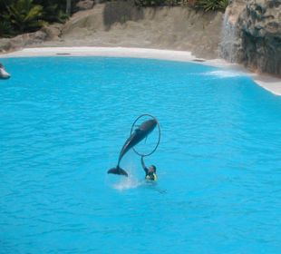 Loro Parque - Delphin Show