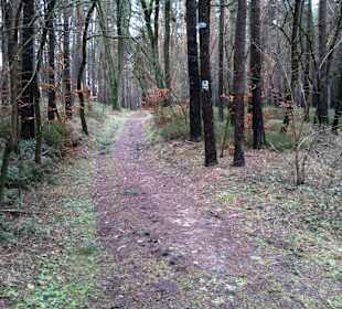 Weg zum Druidenstein