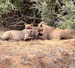 Shimba Hills National Reserve