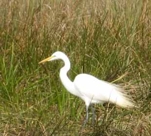 Everglades National Park: Anhinga Trail