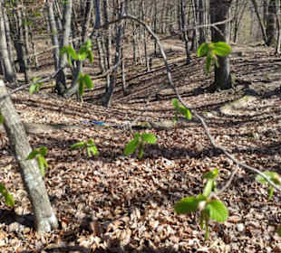 Die ersten Knospen
