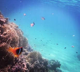 Schnorcheln Soma Bay