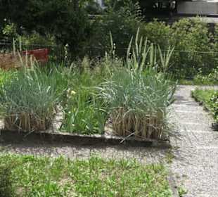 Alter botanischer Garten