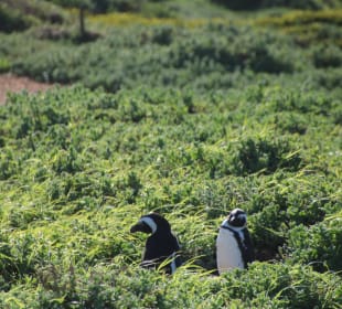 ...noch sind sie ein wenig versteckt..