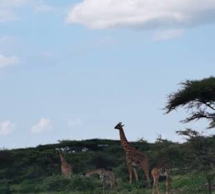 Giraffen am Straßenrand auf dem Weg in die Serenge