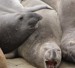 See-Elefanten Kolonie