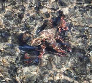 Octopus vom Steg aus fotografiert