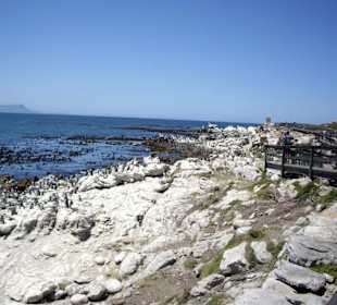 Stoney Point African Penguin Breeding Colony