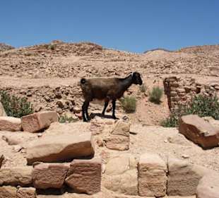 Spacer po Mieście Wykutym w Skale - Petra