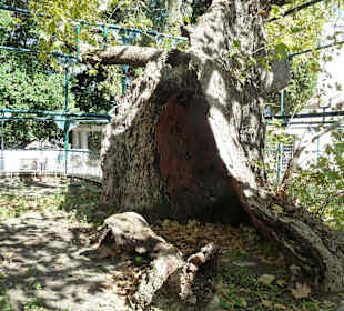 Sagenumwobene Plantane